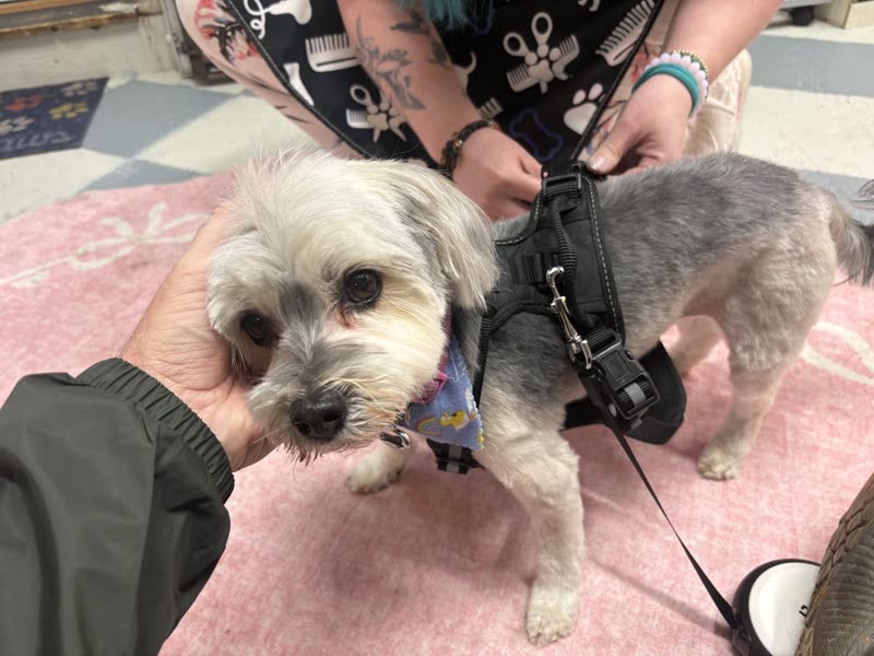A groomer's hands harnessing a small grey-and-white shih tzu cross on a pink grooming mat