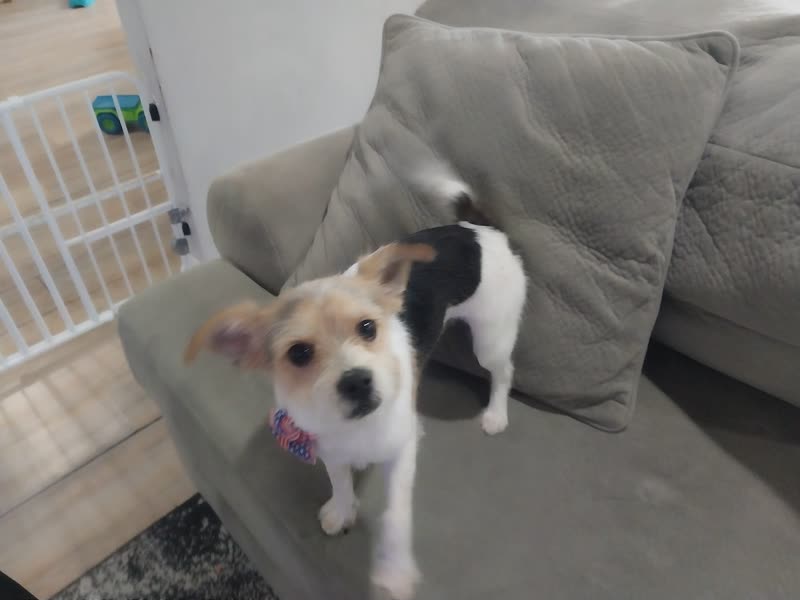 A small white-and-tan dog in a floral bandana on a sofa in the grooming room