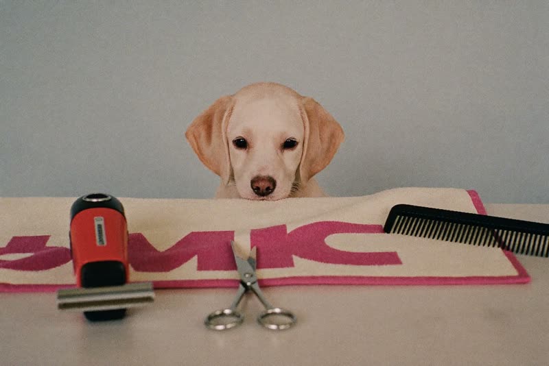 Grooming tools laid out ready for the next appointment