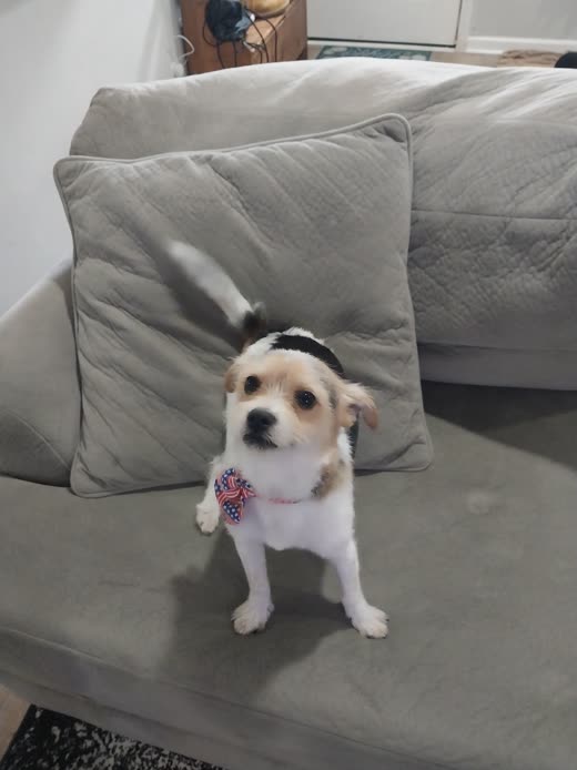 A small white-and-tan dog in a floral bandana after a full groom