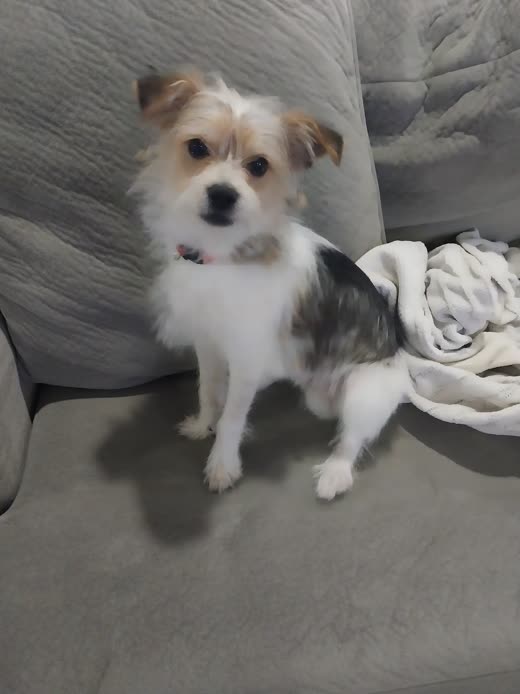 A small tan-and-white scruffy dog standing on a sofa after a bath and tidy