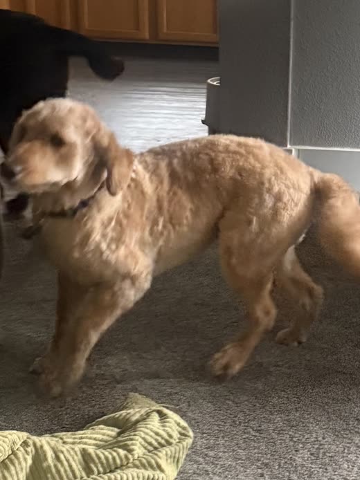 An apricot doodle-type dog side-on after a clip